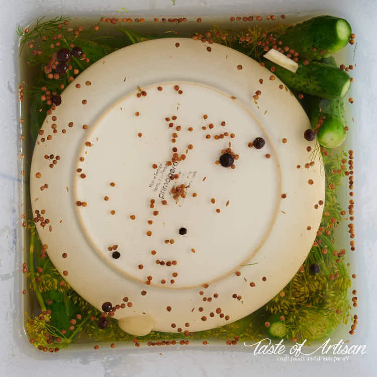 Pickling cucumber in pickling juice weighed down by a plate.