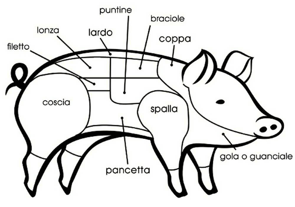 Diagram showing coppa on a pig.