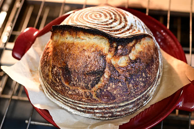 Sourdough Bread baking in a cloche in oven.