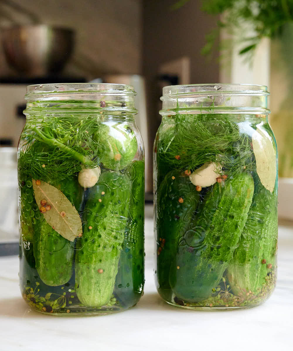 Jars filled with cucumbers, brine and spices to make fermented pickles.