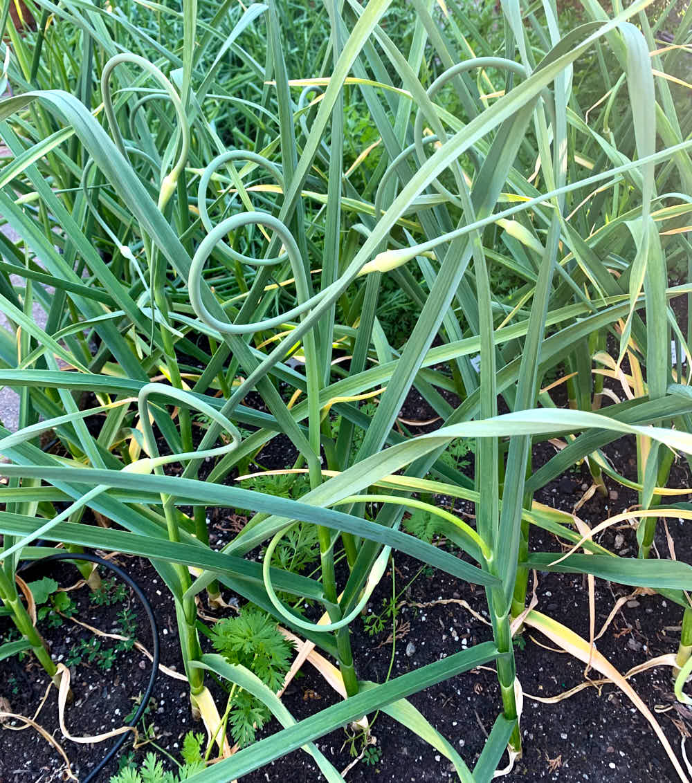 Garlic with multiple scapes growing in soil