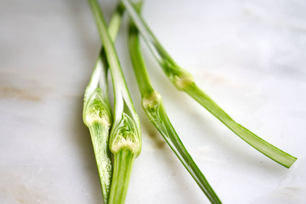 Garlic scape cut in half lengthwise.
