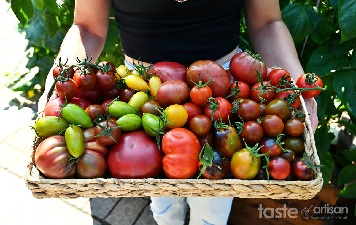 A basket of heirloom tomatoes to make salsa roja.