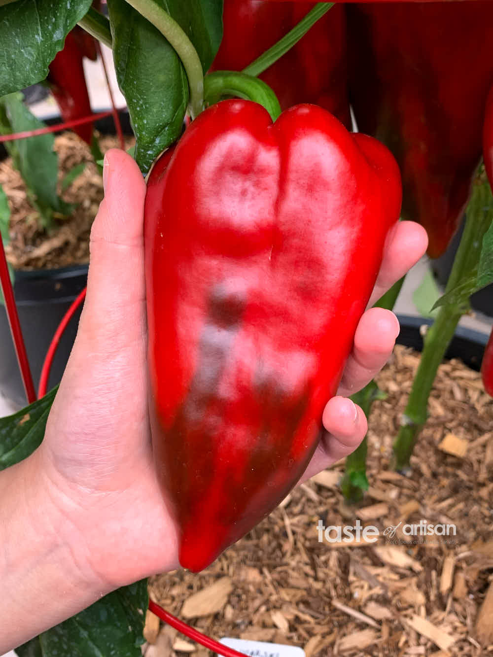 A large, red Ajvarski pepper on a person's palm.