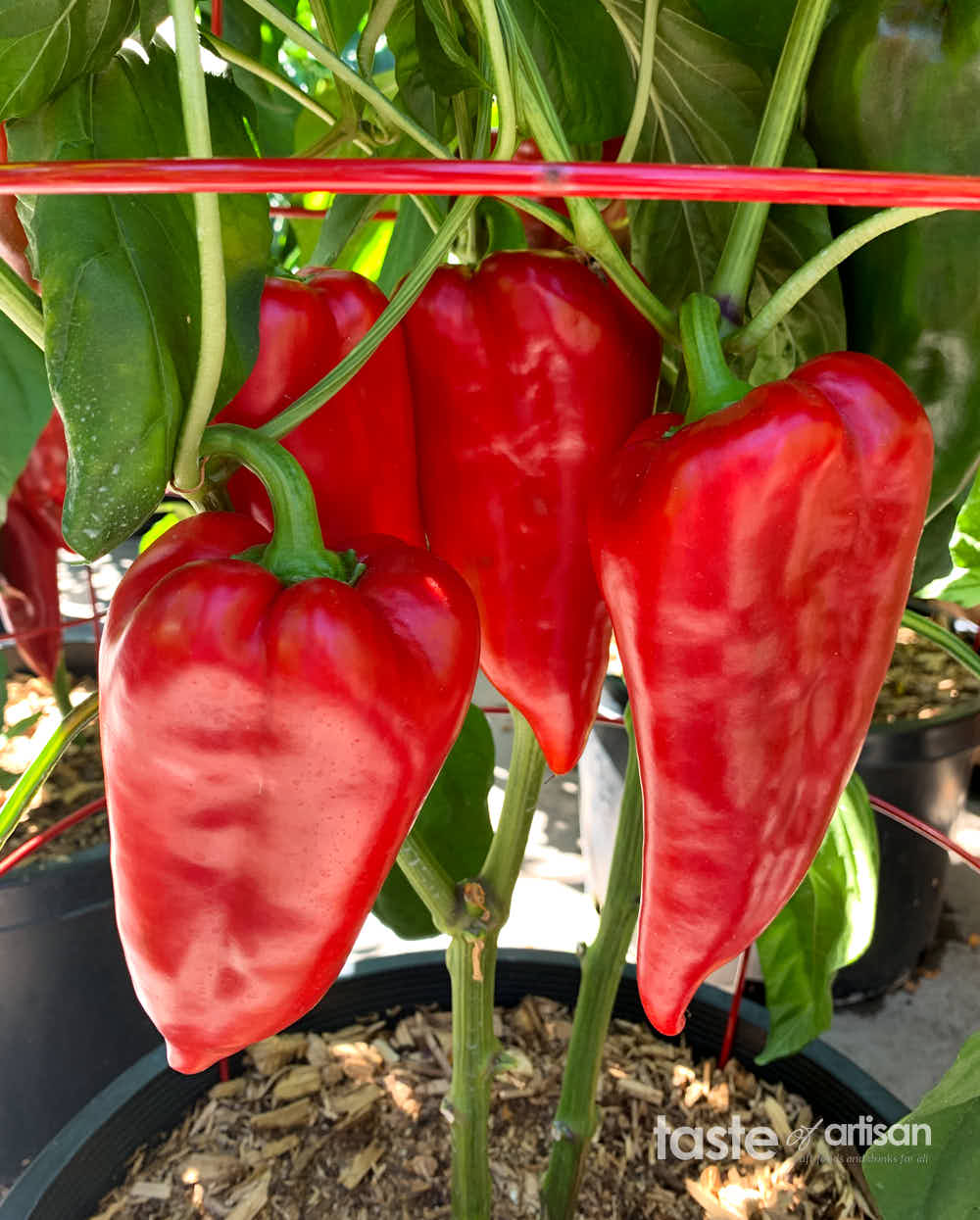 Large red Ajvarski peppers growing on a pepper plant.