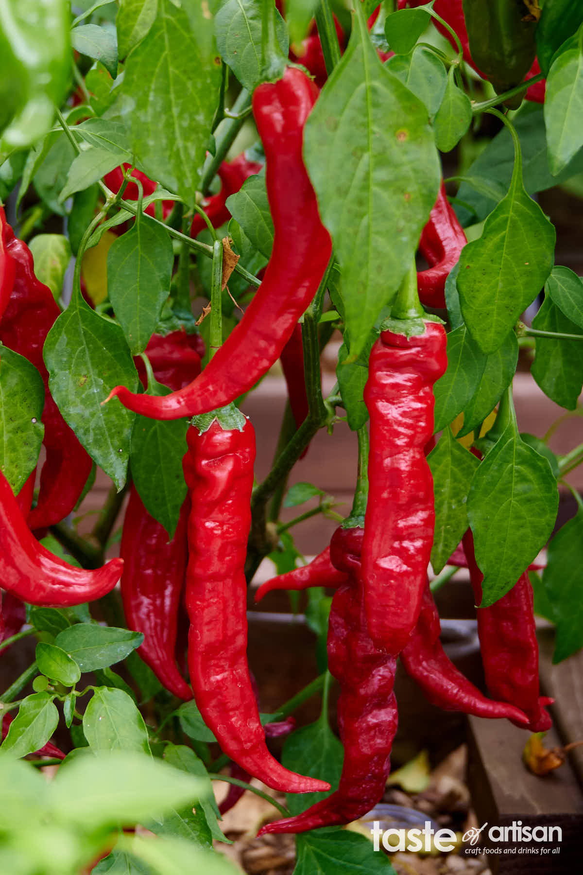 Aji pepper plant